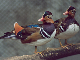 Мандаринка