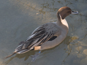 Смотреть фото Шилохвость Фото Шилохвость