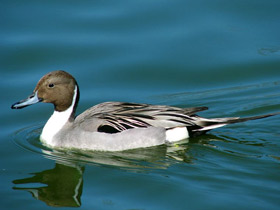 Шилохвость