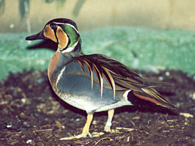 Чирок-клоктун