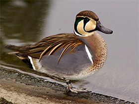 Смотреть фото Чирок-клоктун Фото Чирок-клоктун