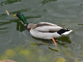 Смотреть фото Обыкновенная кряква Фото Обыкновенная кряква