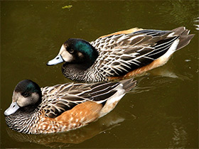 Смотреть фото Чилийская свиязь Фото Чилийская свиязь