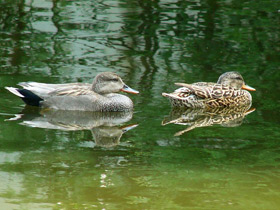 Смотреть фото Серая утка Фото Серая утка