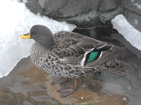 Смотреть фото Желтоклювая кряква Фото Желтоклювая кряква