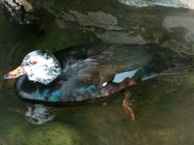 Смотреть фото Белокрылая утка Фото Белокрылая утка