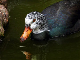 Белокрылая утка