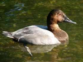 Фото Длинноносый красноголовый нырок