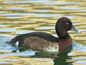 Фото Нырок Бэра