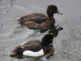 Смотреть фото Хохлатая чернеть Фото Хохлатая чернеть