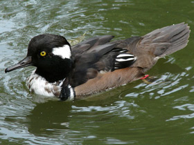 Фото Хохлатый крохаль