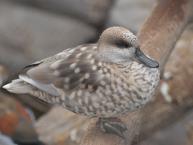 Фото Мраморный чирок