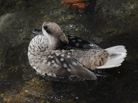 Фото Мраморный чирок