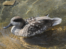 Фото Мраморный чирок