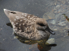 Фото Мраморный чирок