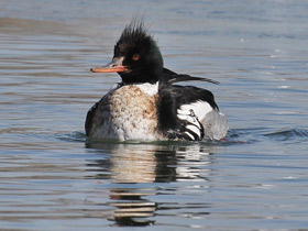 Фото Средний крохаль