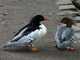 Фото Чешуйчатый крохаль