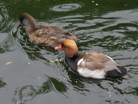 Смотреть фото Красноносый нырок Фото Красноносый нырок