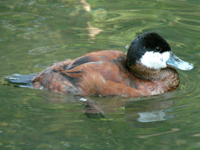 Американская савка
