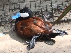 Смотреть фото Белоголовая савка Фото Белоголовая савка