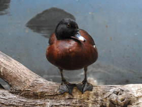 Смотреть фото Утка Хартлауба Фото Утка Хартлауба