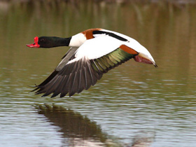 Смотреть фото Хохлатая пеганка Фото Хохлатая пеганка