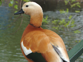 Обыкновенный огарь