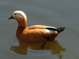 Смотреть фото Обыкновенный огарь Фото Обыкновенный огарь