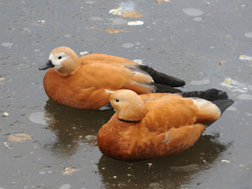 Смотреть фото Обыкновенный огарь Фото Обыкновенный огарь