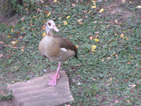 Смотреть фото Нильский гусь Фото Нильский гусь