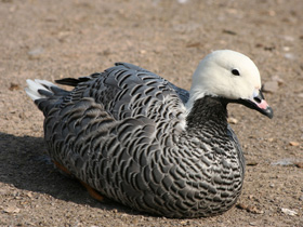 Смотреть фото Белошей Фото Белошей