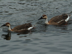 Смотреть фото Сухонос Фото Сухонос