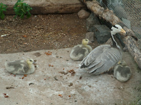 Смотреть фото Горный гусь Фото Горный гусь