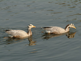 Смотреть фото Горный гусь Фото Горный гусь
