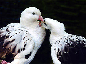 Фото Андский гусь