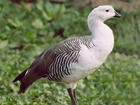 Обыкновенный магелланов гусь