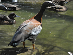 Фото Сероголовый маггеланов гусь