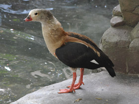 Фото Гривистый гусь