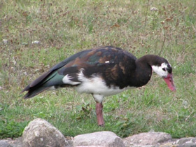 Смотреть фото Шпорцевый гусь Фото Шпорцевый гусь