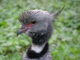 Смотреть фото Хохлатая паламедея Фото Хохлатая паламедея