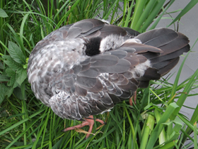 Смотреть фото Хохлатая паламедея Фото Хохлатая паламедея