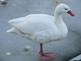 Фото Коскороба