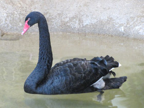 Черный лебедь