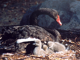 Смотреть фото Черный лебедь Фото Черный лебедь