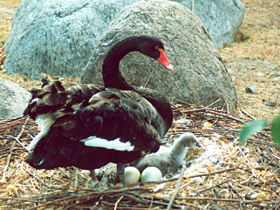 Смотреть фото Черный лебедь Фото Черный лебедь