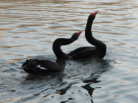 Смотреть фото Черный лебедь Фото Черный лебедь