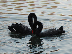Смотреть фото Черный лебедь Фото Черный лебедь