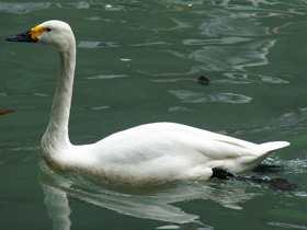 Фото Американский лебедь