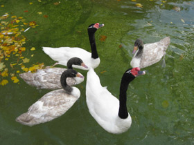 Смотреть фото Черношейный лебедь Фото Черношейный лебедь