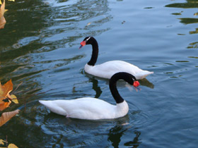 Смотреть фото Черношейный лебедь Фото Черношейный лебедь